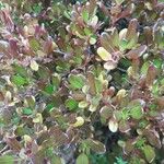 Coprosma repens List