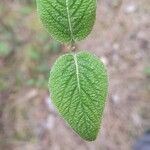 Viburnum lantanaLevél