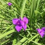 Tradescantia × andersoniana Flower