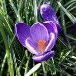 Crocus flavus Blomma