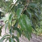 Quercus castaneifolia Листок