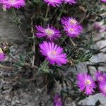 Drosanthemum hispidum Blüte