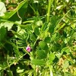 Vicia sativa Frunză