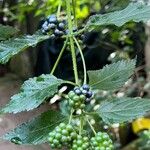 Lantana viburnoides Ovoce