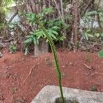 Ophioglossum reticulatum Leaf