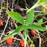 Arisaema flavum Blad