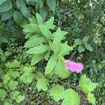 Spiraea salicifolia Habitat