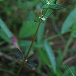 Spermacoce remota Flower