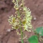 Croton lachnostachyus Blomst