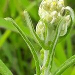 Pseudognaphalium undulatum Flower