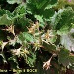 Geum heterocarpum Arall