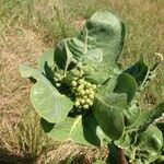 Asclepias latifolia ᱛᱟᱦᱮᱸ