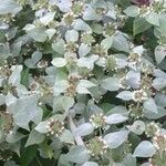 Pycnanthemum muticum Flower