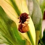 Calla palustris Frucht