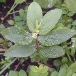 Euphorbia hirta برگ
