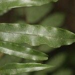 Ruizterania albiflora Folha