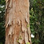 Pachylobus pubescens Ŝelo