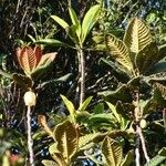 Elaeocarpus geminiflorus Hábito