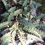 Asplenium ceterach Habit