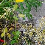 Mimulus guttatus Habitus