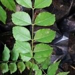 Erythrophleum suaveolens Leaf