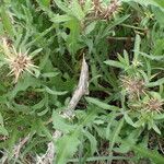 Centaurea calcitrapa Feuille