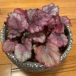 Begonia rex葉