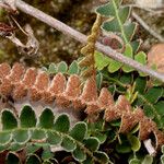 Asplenium ceterach Blüte