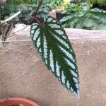 Cissus javana Folha