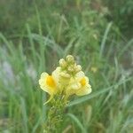 Linaria vulgarisFlower