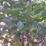 Wrightia arborea Vrucht