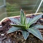 Agave toumeyana Liść