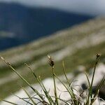 Carex glacialis Habitus