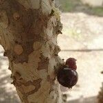 Plinia cauliflora Fruit