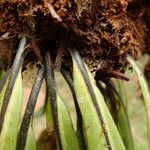 Asplenium africanum Muu