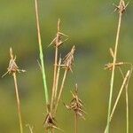 Carex microglochin ശീലം