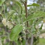 Elaeagnus multifloraFoglia