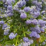 Ceanothus arboreus Кветка