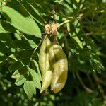 Astragalus penduliflorus ഫലം