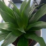 Dracaena fragransList