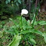 Zantedeschia aethiopica Habit