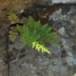 Woodsia alpina Hoja