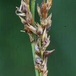 Carex appropinquata Frukt