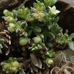 Galium corymbosum Çiçek