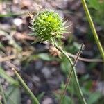 Knautia arvernensis Fruct