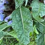 Mandragora officinarum Feuille