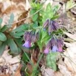 Pulmonaria affinis Květ