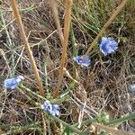 Cichorium endiviaപുഷ്പം