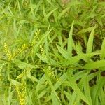 Solidago juncea পাতা