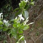 Jasminum noumeense ᱛᱟᱦᱮᱸ